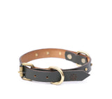 buy best dog collars online