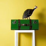 storage trunk online in india