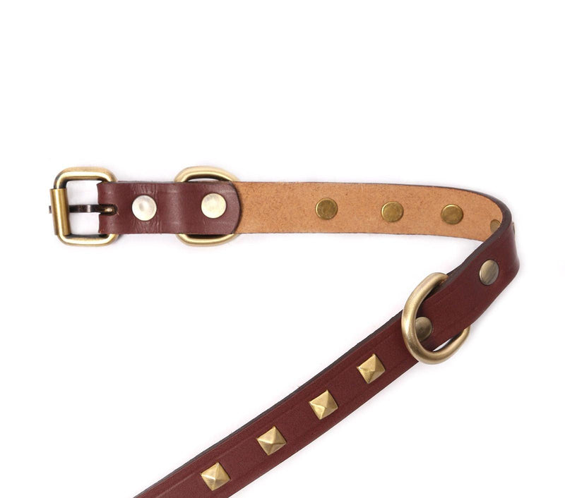 dog collar with name tag